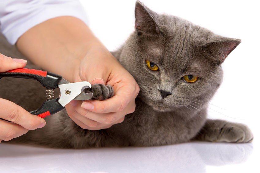 best way to cut cats claws