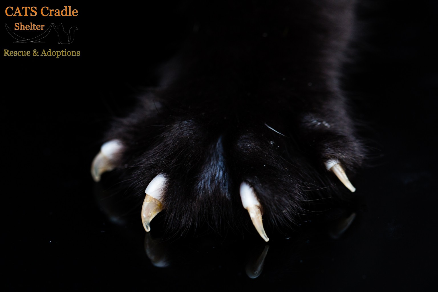 Please don't declaw