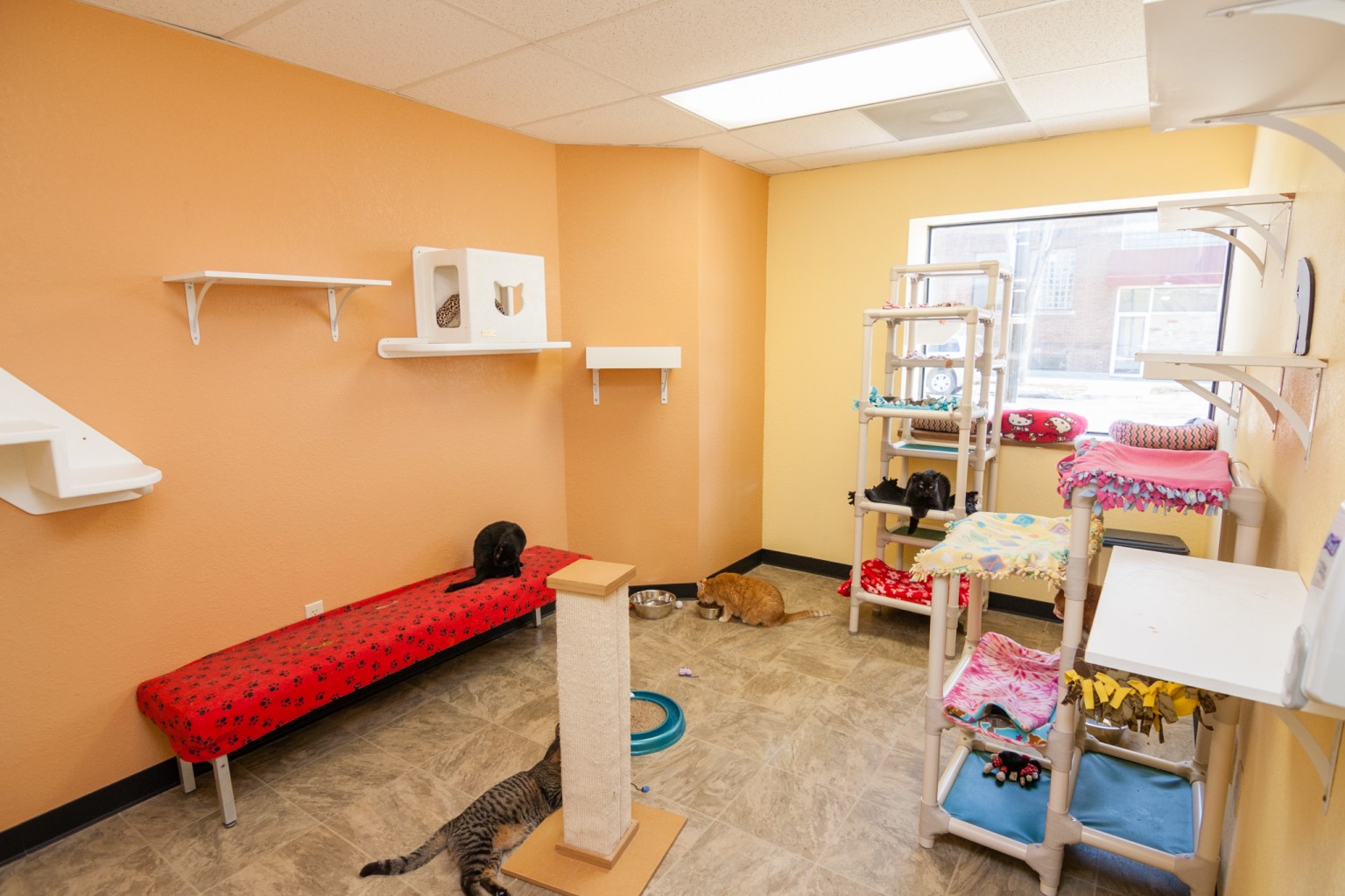 Our Facility | Cats Cradle Shelter