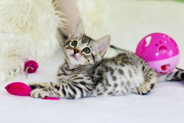 Best cat toys to prevent clearance boredom